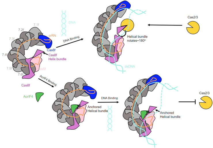 Figure 6