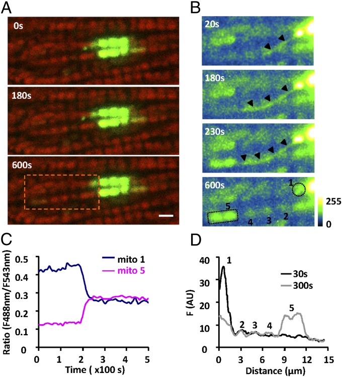 Fig. 3.