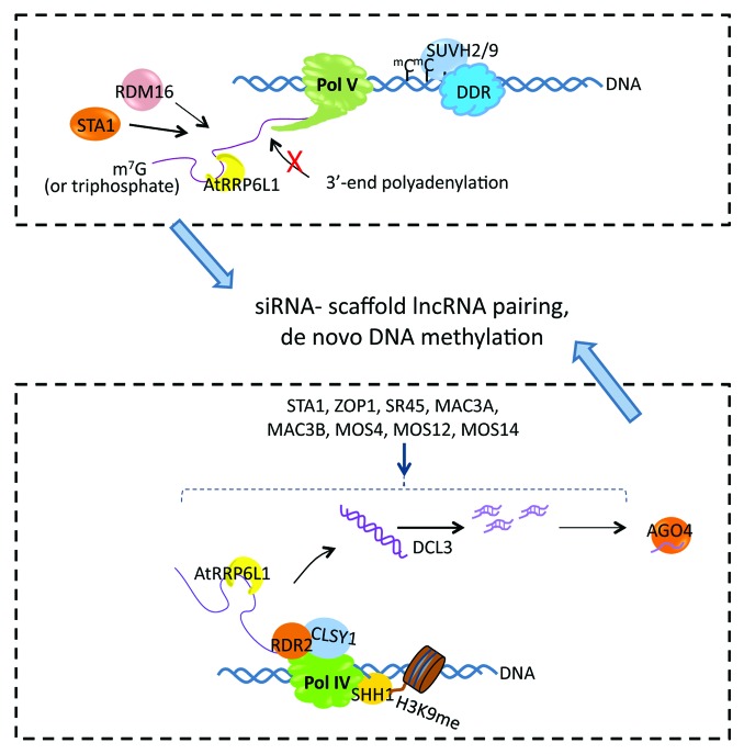 graphic file with name rna-11-793-g1.jpg