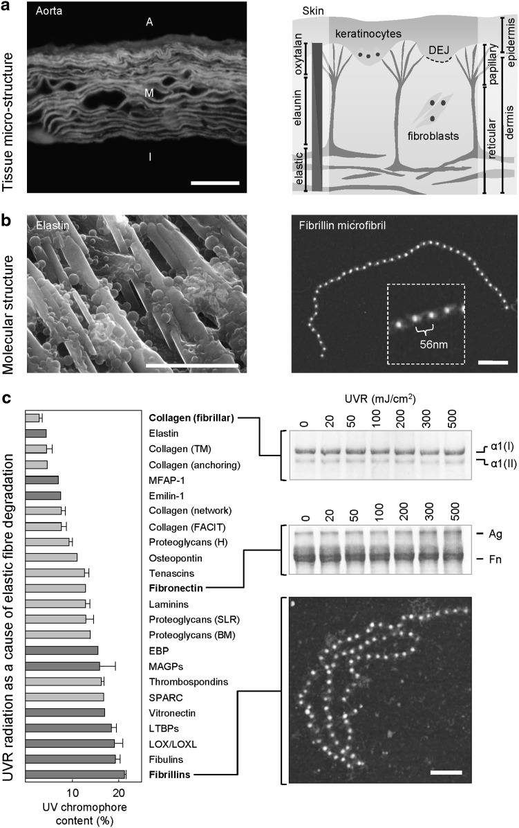 graphic file with name fig-2.jpg