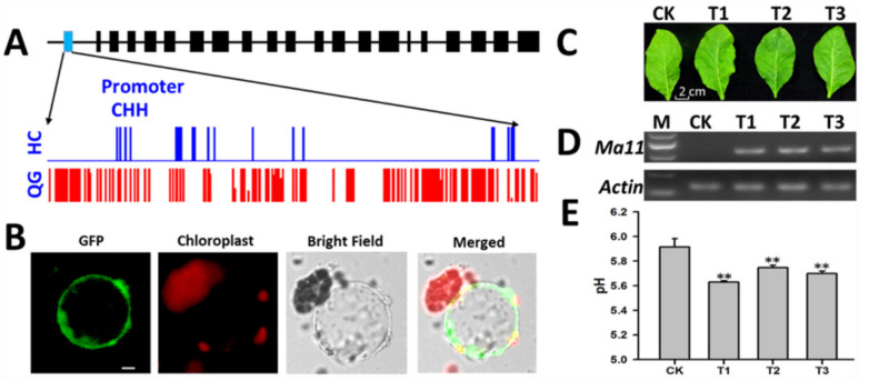 Figure 6