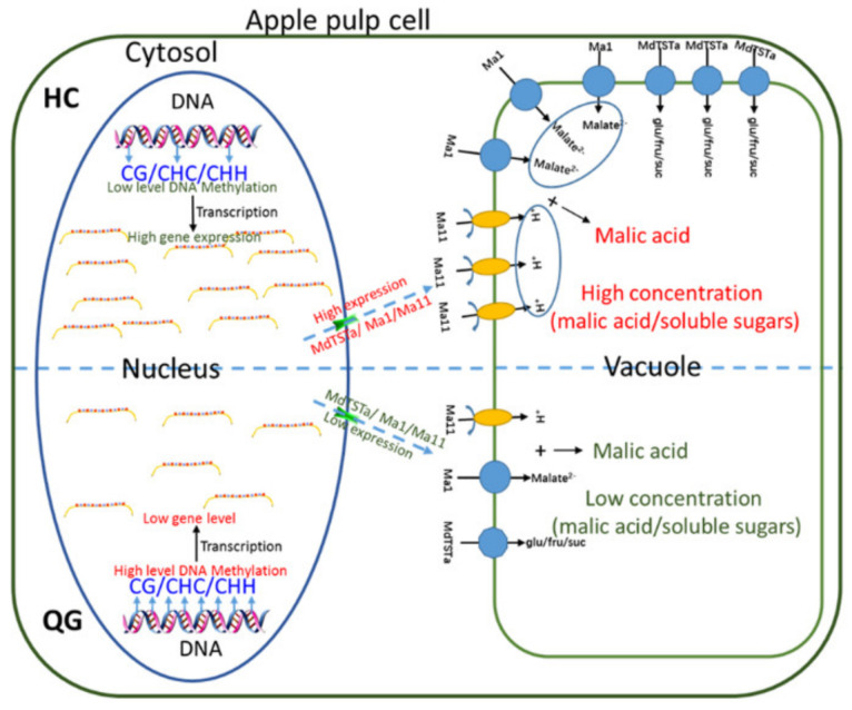 Figure 7