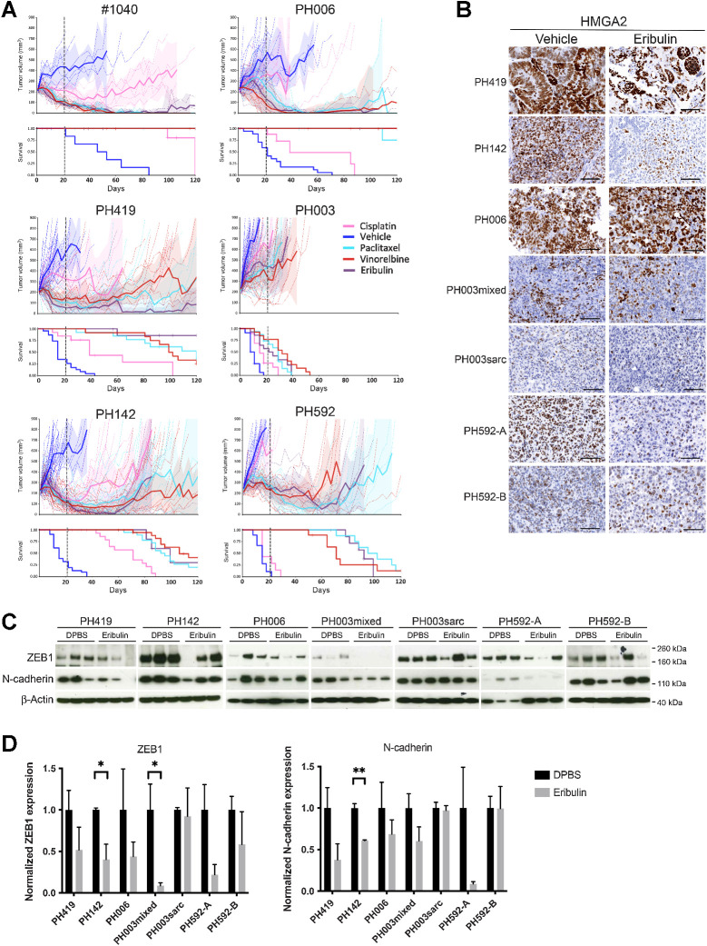Figure 4. PDX OCS tumors were refractory to cisplatin but displayed mostly impressive responses to microtubule drugs. A, In vivo treatment of OCS PDX tumors with DPBS, cisplatin (4 mg/kg), paclitaxel (25 mg/kg), vinorelbine (15 mg/kg), and eribulin (1.5 mg/kg, with the exception of mice harboring #1040 tumors, which received doses of 1 mg/kg). n values for each model are shown in Table 2. Dashed lines, end of treatment period. Shaded area, 95% confidence interval. More carcinomatous models are shown on the top left and the more sarcomatous models on the bottom right. Time to PD and harvest are shown in Table 2. B, Expression of HMGA2 in tumors from each OCS PDX model after a single dose of vehicle (DPBS) or eribulin was determined by IHC. Scale bars, 100 μm. C, Expression of the mesenchymal markers ZEB1 and N-cadherin in tumors from each OCS PDX model after a single dose of vehicle (DPBS) or eribulin was determined by Western blot analysis. β-Actin was used as a loading control. D, Quantification of expression data in C. *, P < 0.05; **, P < 0.01.