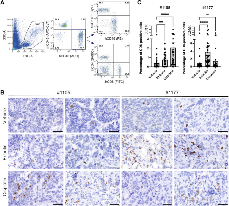 Figure 6. PDX tumors have a greater percentage of human CD8-positive T cells following eribulin treatment. A, Blood from NSG mice reconstituted with human CD34+ hematoietic stem cells was analyzed 12 weeks post-reconstitution by flow cytometry to determine proportion of human immune cells present. B, PDX tumors harvested one week after mice received a single dose of vehicle (DPBS), eribulin (3 mg/kg), or cisplatin (4 mg/kg) were analyzed by IHC. Representative images of tumor-infiltrating CD8-positive T cells are shown for each model and treatment. Scale bar, 50 μm. C, Percentage of CD8-positive T cells was quantified in 20 fields of view at ×400 magnification for each tumor and is shown for individual mice. Statistical analysis was performed using the Kruskal–Wallis test. **, P < 0.01; ****, P < 0.0001; ns, nonsignificant.