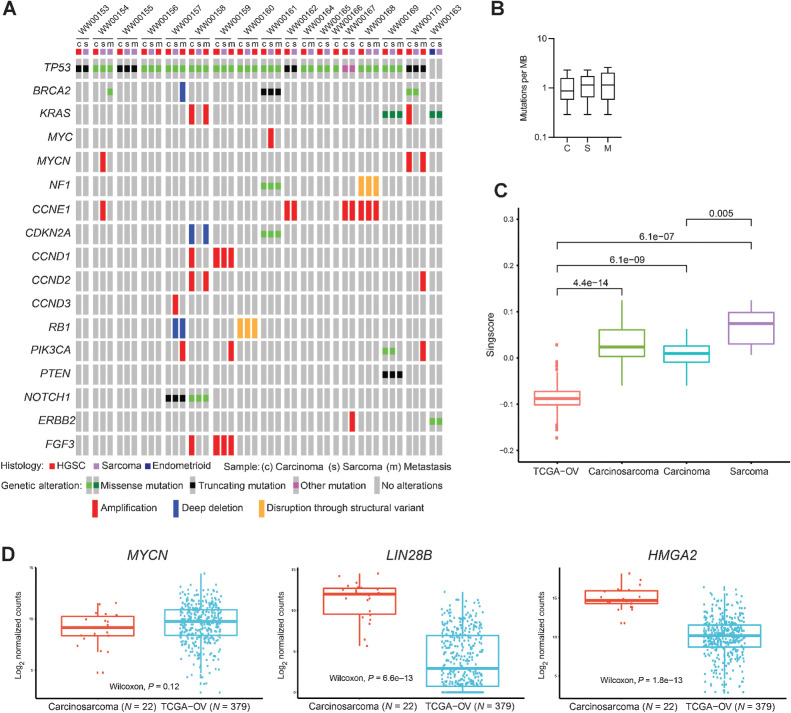 Figure 1. Mutational and structural variant landscape of ovarian carcinosarcoma. A, Summary of frequently altered genes across the carcinoma, sarcoma, and metastasis samples from 18 macrodissected ovarian carcinosarcoma samples. For missense mutations, light green represents “unknown significance” and dark green represents “putative driver.” Metastases are color-coded according to their histology. B, Mutation burden (mutations per megabase sequenced). C, Comparison of EMT scores in separated carcinomatous and sarcomatous regions from ovarian carcinosarcoma samples, whole ovarian carcinosarcoma tumors, and ovarian HGSC samples in TCGA. D, Expression of MYCN, LIN28B, and HMGA2 in our ovarian carcinosarcoma cohort compared with ovarian HGSC tumors in TCGA. Data were analyzed using the nonparametric Wilcoxon rank-sum test. C, carcinoma; S, sarcoma; M, metastasis.