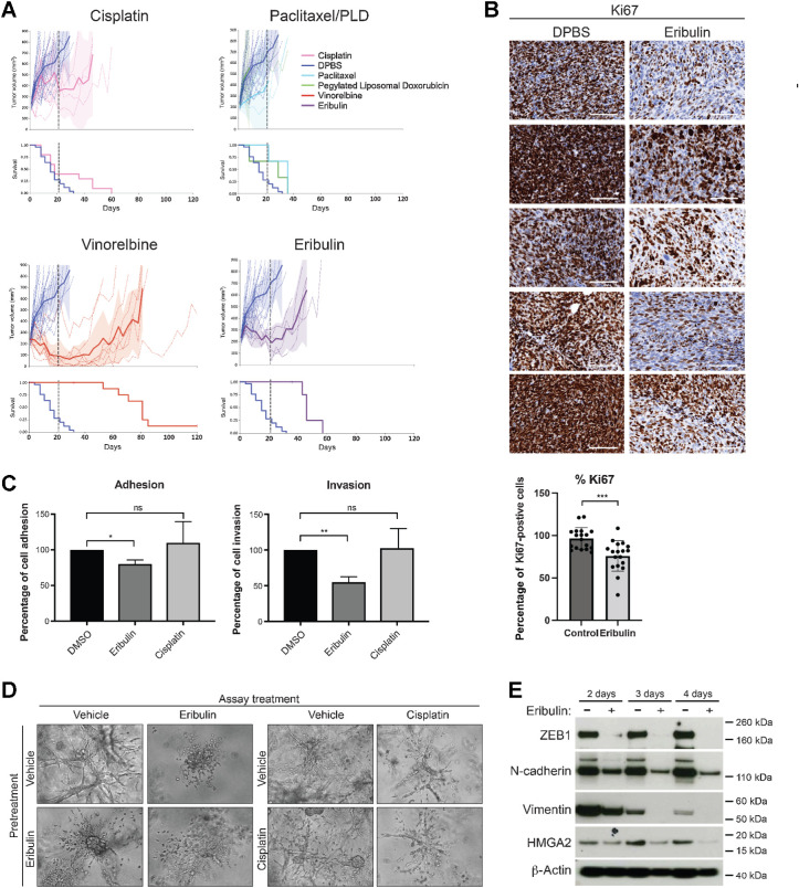 Figure 2. GEMM OCS tumors were refractory to current standard-of-care treatments for ovarian cancer but were responsive to the microtubule drugs vinorelbine and eribulin. A, In vivo treatment of GEMM OCS tumors with DPBS (n = 25), cisplatin (4 mg/kg; n = 10), PLD (1.5 mg/kg; n = 3), paclitaxel (25 mg/kg; n = 3), vinorelbine (15 mg/kg; n = 9), and eribulin (1.5 mg/kg; n = 5). Dashed lines denote end of treatment period. Shaded area, 95% confidence interval. Time to PD and harvest is shown in Table 1. B, Representative images of Ki67 assessed by IHC in a number of tumors after a single dose of eribulin (or DPBS vehicle). Scale bars, 100 μm. The percentage of Ki67 cells was quantified in 6 fields of view per tumor. C, GEMM cells were pretreated with IC20 concentrations of eribulin (20 nmol/L) or cisplatin (0.2 μmol/L), or vehicle control (DMSO) for one week before being plated in adhesion assays (left) or migration and invasion assays (right). Percentage of adherent cells was calculated compared with vehicle-treated controls. Percentage of invading cells was calculated compared with number of migrating cells. Bar graphs represent the mean and SE across independent experimental repeats (n = 3–5). D, GEMM cells were pretreated as above with eribulin, cisplatin, or vehicle control (DMSO) for one week before being plated in collagen with treatment either removed or maintained. Representative images of colonies growing in collagen on day 8 are shown. Scale bars, 200 μm. E, Expression of the mesenchymal markers ZEB1, N-cadherin, vimentin, and HMGA2 in cells exposed to an IC50 concentration of eribulin (50 nmol/L) or DMSO control for the indicated time points was determined by Western blot analysis. β-Actin was used as a loading control. *, P < 0.05; **, P < 0.01; ***, P < 0.001; ns, nonsignificant.