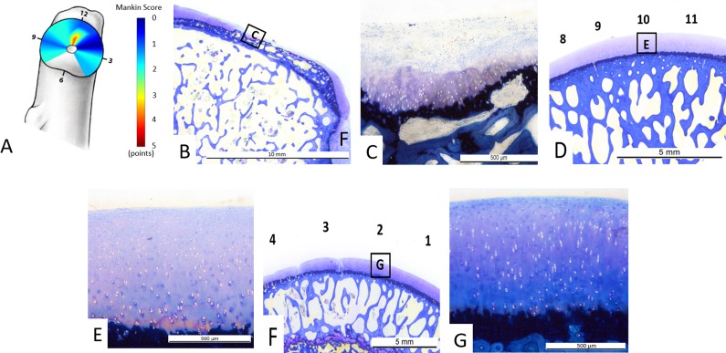 Fig. 6 A-G