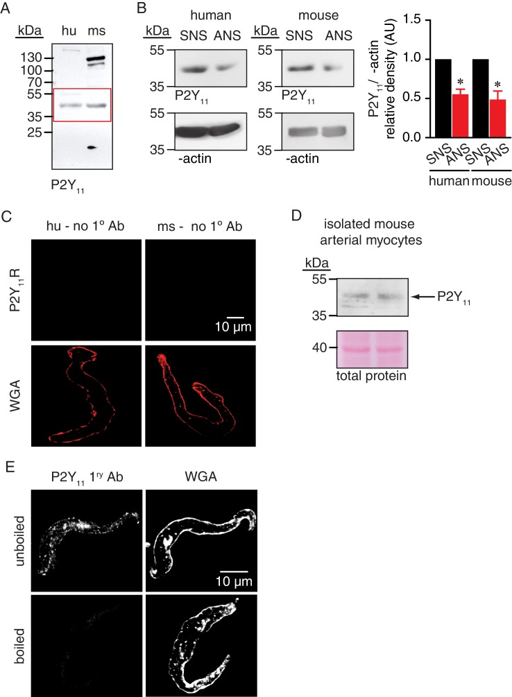 Figure 2—figure supplement 1.