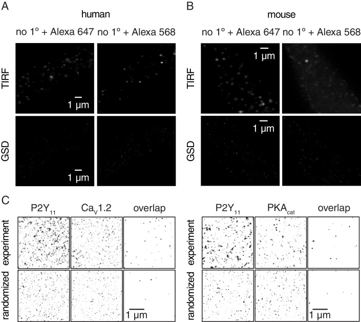 Figure 3—figure supplement 3.