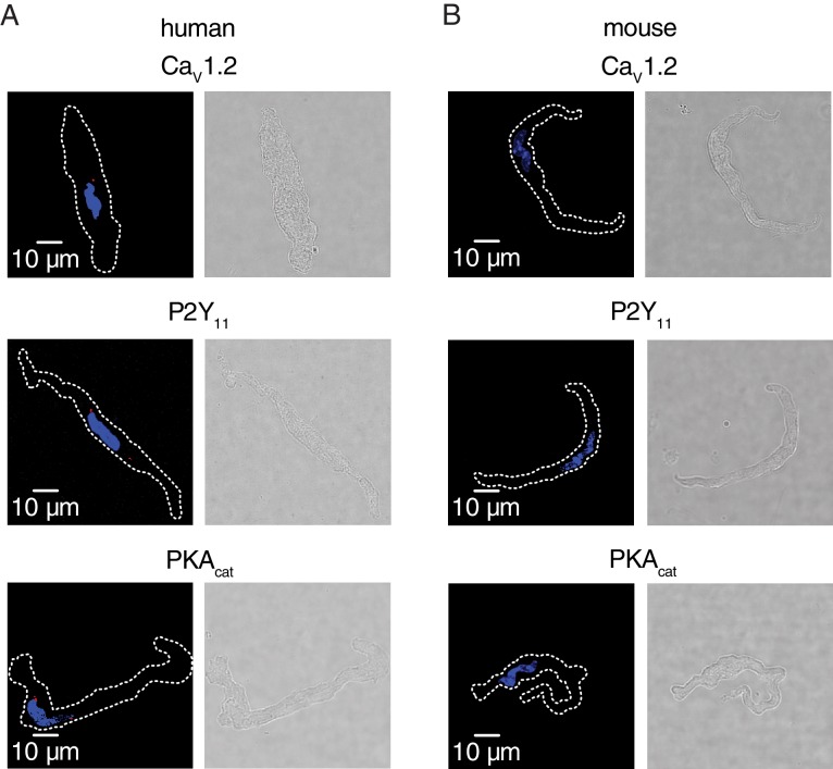 Figure 4—figure supplement 1.