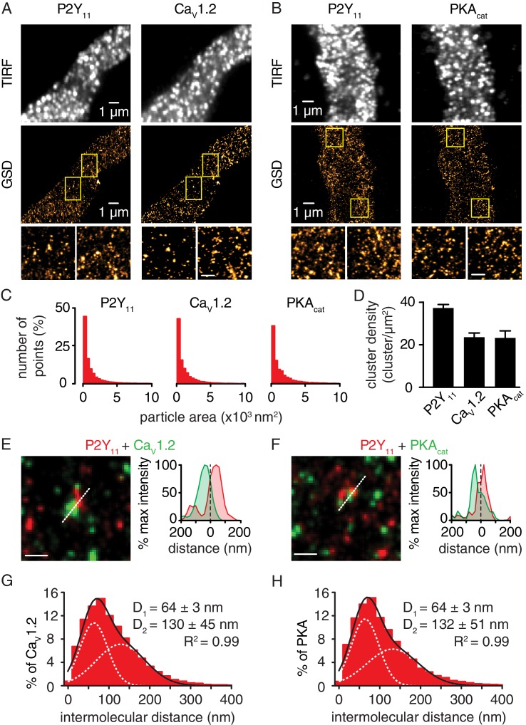 Figure 3—figure supplement 2.