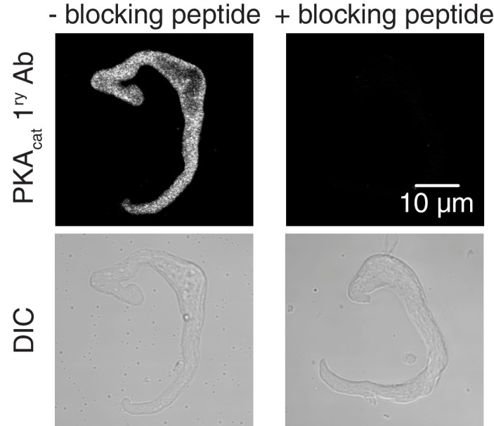 Figure 3—figure supplement 1.