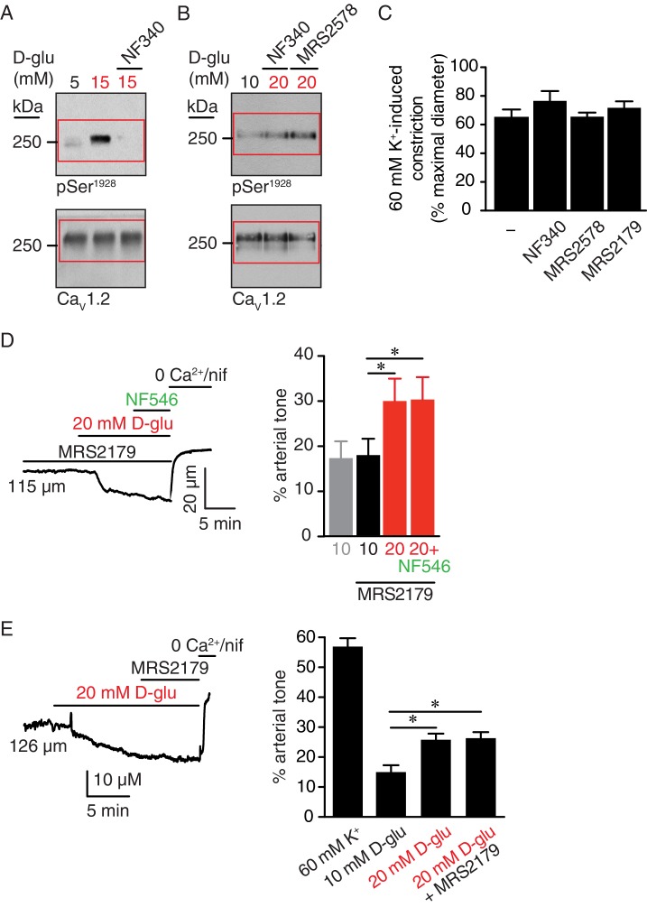 Figure 6—figure supplement 1.