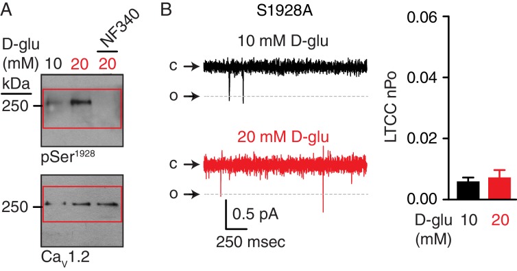 Figure 8—figure supplement 1.