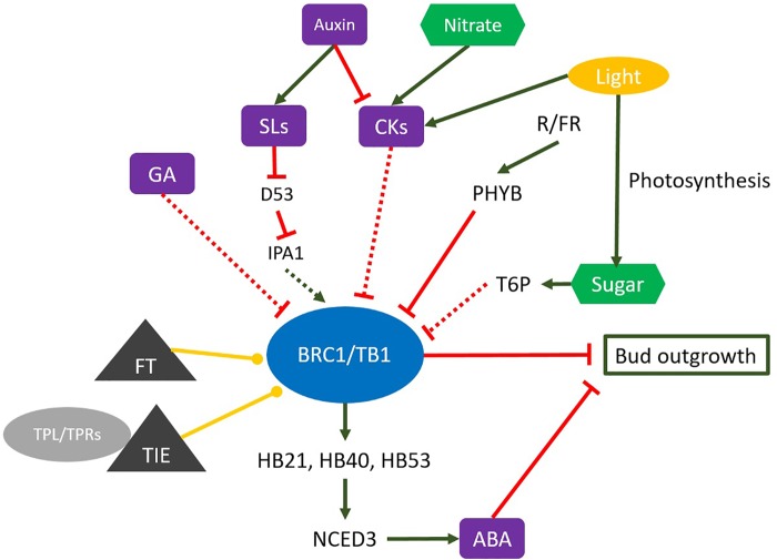 FIGURE 1