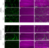 Figure 4—figure supplement 2.