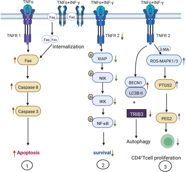 Figure 2