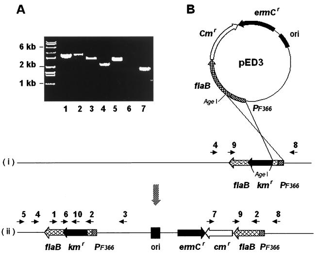 FIG. 3