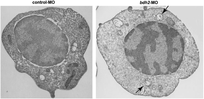 Fig. S5.