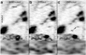Fig. 10