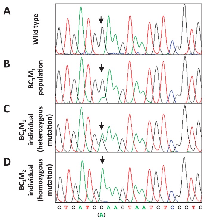 Fig. 4