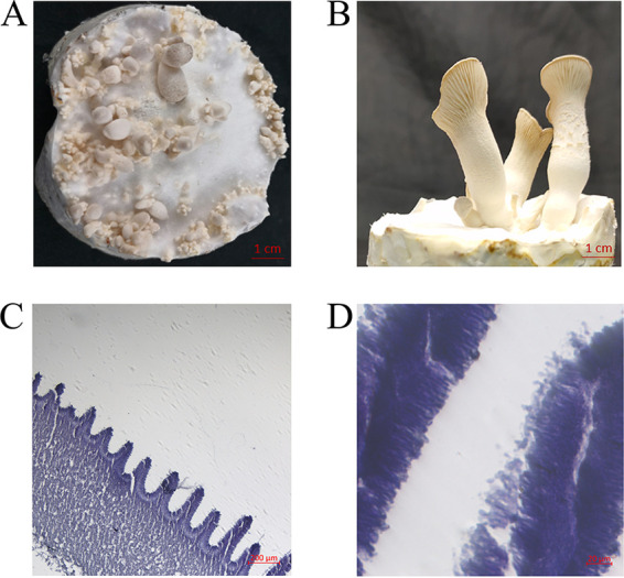 FIG 1