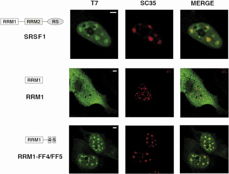 FIGURE 4.