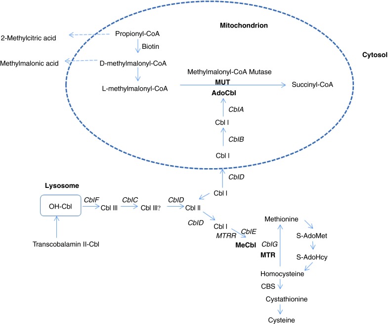 Fig. 1