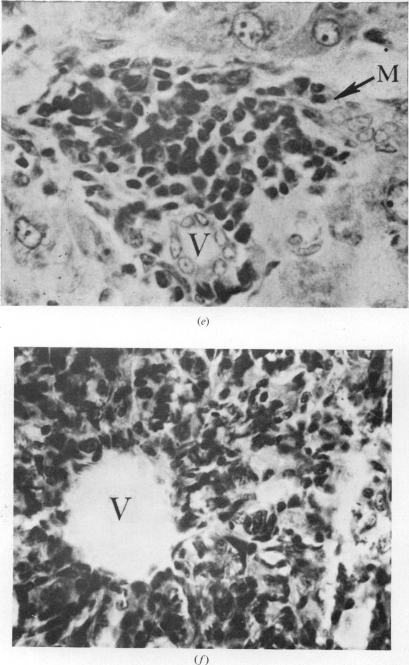 Fig. 2 (continued)