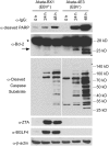 <b>FIG. 7.</b>