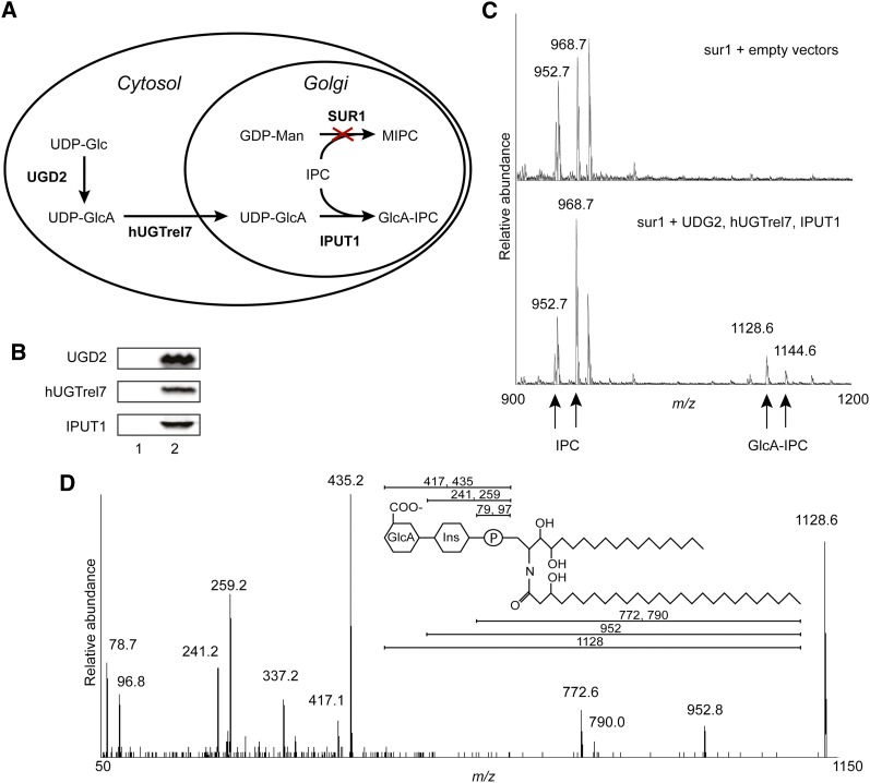 Figure 2.