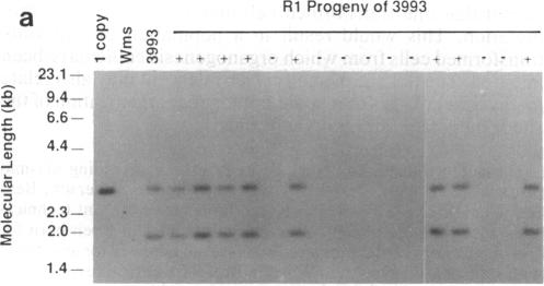 graphic file with name pnas00286-0213-a.jpg