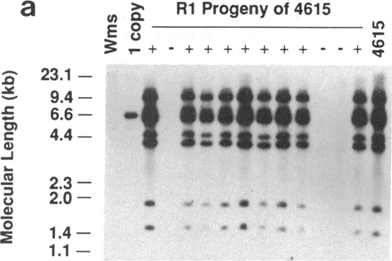 graphic file with name pnas00286-0213-c.jpg