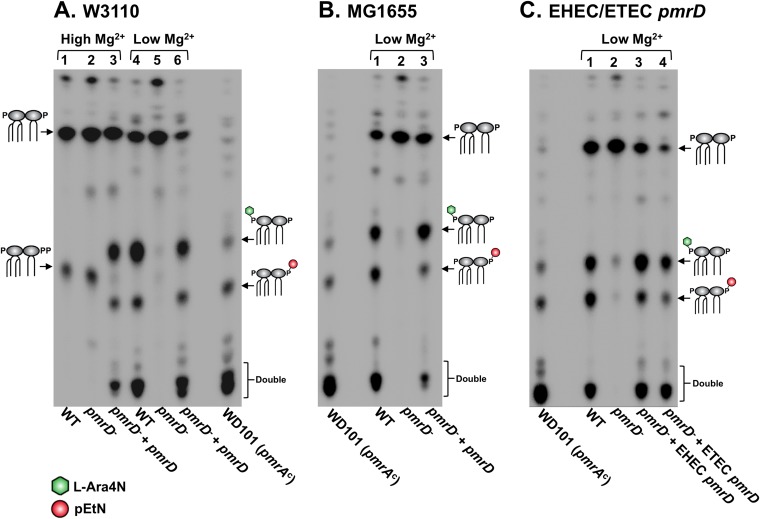 FIG 2