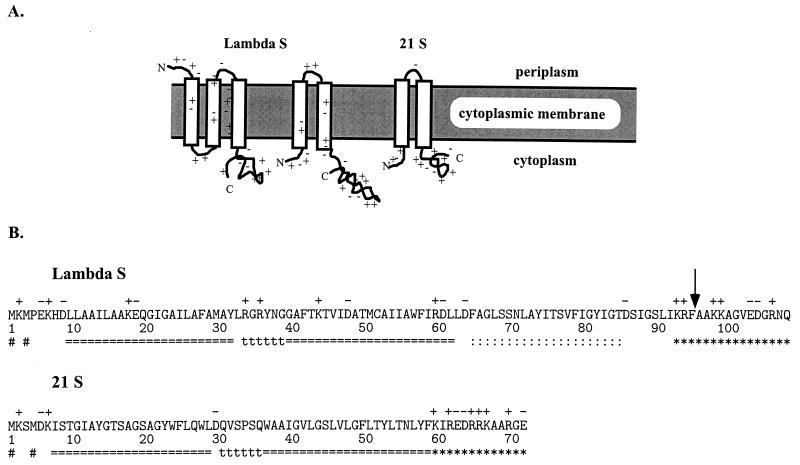 FIG. 1