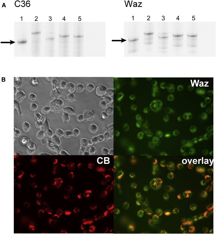 Figure 4