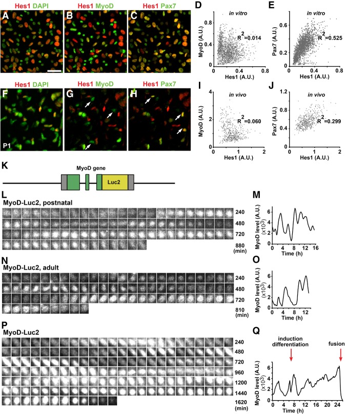 Figure 2.