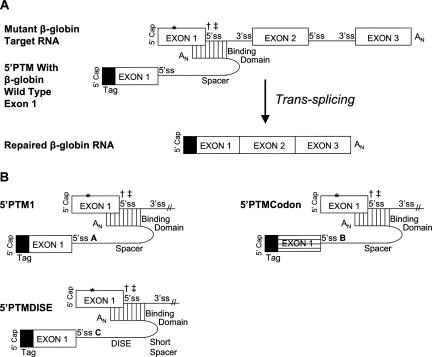 FIGURE 1.