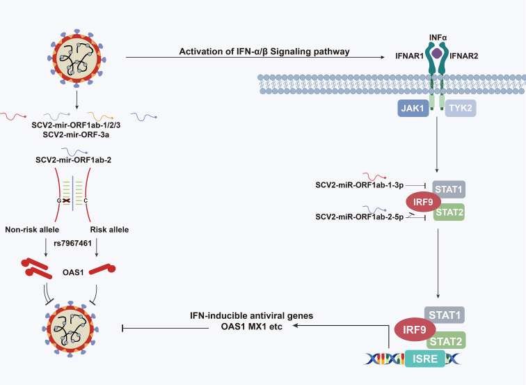 Graphical Abstract