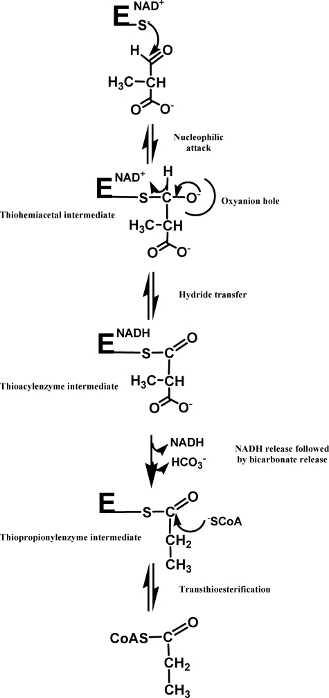 SCHEME 1.