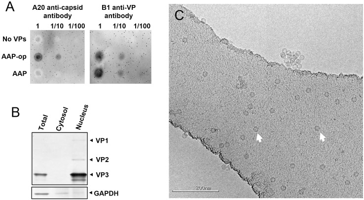 Fig 2