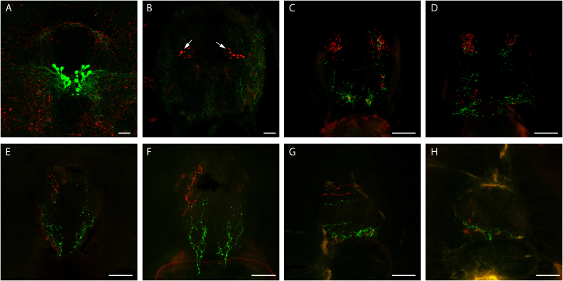 Figure 7