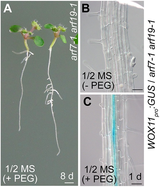 Fig. 5.