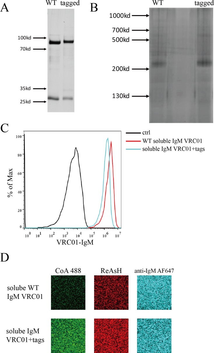 Figure 1—figure supplement 2.