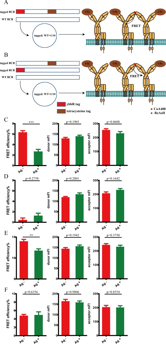 Figure 2—figure supplement 1.