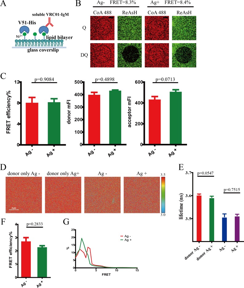 Figure 2—figure supplement 2.