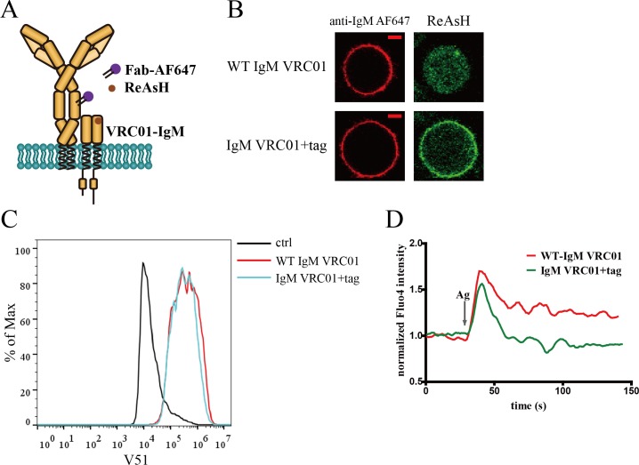 Figure 4—figure supplement 1.