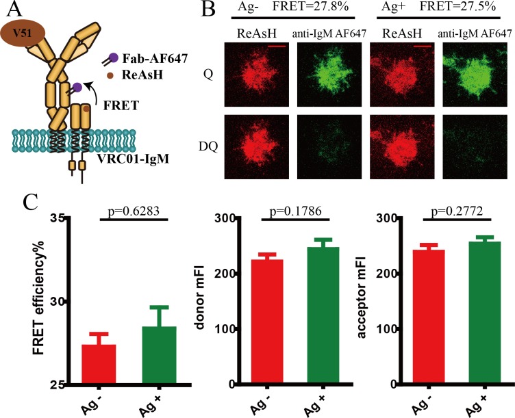 Figure 4—figure supplement 3.