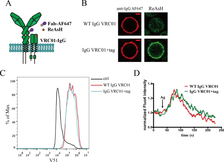 Figure 4—figure supplement 2.