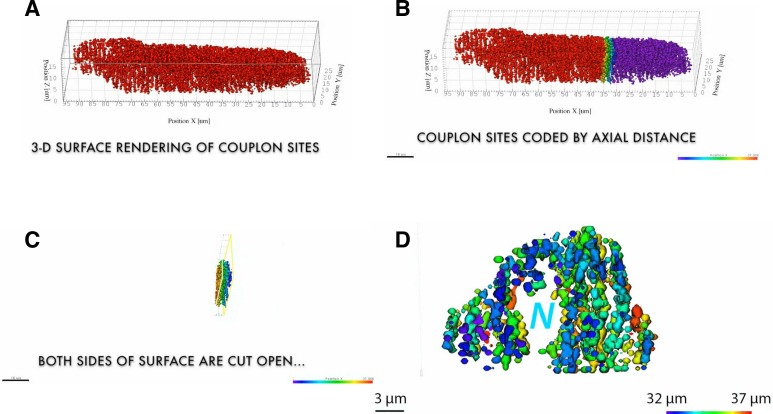 Figure 4—figure supplement 1.